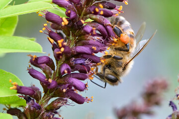 Westliche Honigbiene ( Apis mellifera ), Europäische Honigbiene beim Nektarsammeln am Blütenstand des Bastardindigo s ( Amorpha fruticosa )