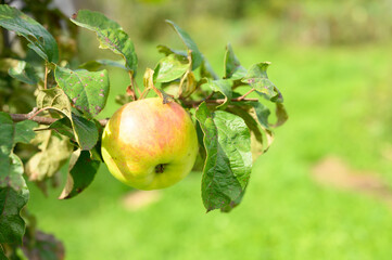 red green ripe fruit apple on a branch of an apple tree in the garden