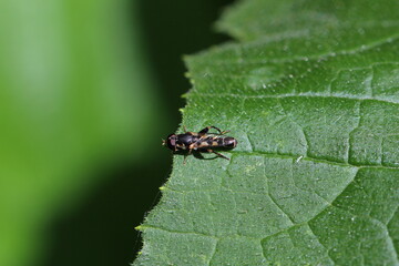 Gemeine Keulenschwebfliege - Syritta pipiens  oder auch Kleine Mistbiene