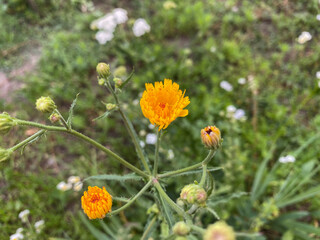wildflowers in the early morning