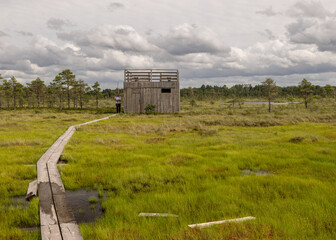 Fototapeta na wymiar Wooden wet pathway through swamp wetlands with small pine trees, marsh plants and ponds, a typical Western-Estonian bog. Nigula Nature Reserve
