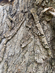 the old tree bark texture