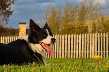 Border Collie Lying Down in the Garden during Golden Hour in Czech Republic. Black and White Dog Smiling.