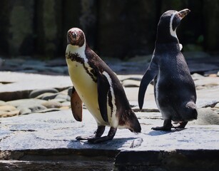 Humboldt Penguin (Spheniscus humboldti) in Prague Zoo. South American Penguin Standing in Czech Zoological Garden.