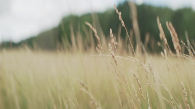 Tall blades of grass swaying in the wind - slow motion shallow depth of field cinematic anamorphic shot