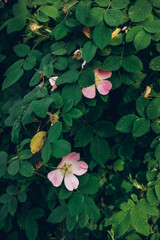 Beautiful pink rosehip bud flower among the leaves. Foliage and flower