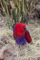 Red Eclectus parrot macaw sitting on straw 