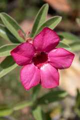 Pink rose flower or Adenium obesum 