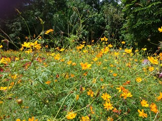 yellow flowers in the grass
