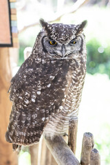 Obraz premium Spotted Eagle Own sitting on a fence