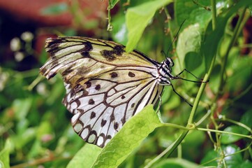 Black and white winged butterfly with a damaged wing 