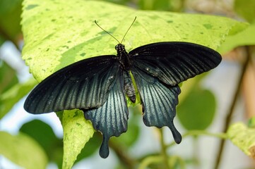 Black butterfly on leaf