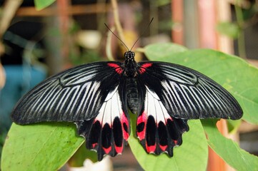 Butterfly sitting on a leaf with black, red and white wings 