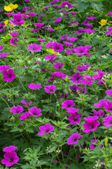 Geranium psilestemon 'Ivan' Armenischer Storchschnabel