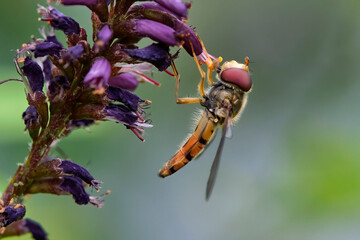 Hainschwebfliege ( Episyrphus balteatus ) beim Nektarsammeln am Bastardtindigo ( Amorpha fruticosa...