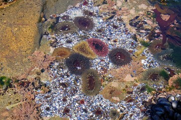 An ecosystem of marine life in Yzerfontein, South Africa 
