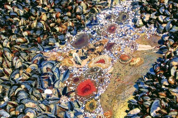 An ecosystem of marine life in Yzerfontein, South Africa 