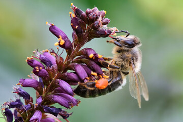 Westliche Honigbiene ( Apis mellifera ), Europäische Honigbiene beim Nektarsammeln am Blütenstand...