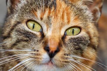 Closeup portrait of cat face.