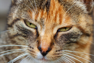 Closeup portrait of sleepy cat face.