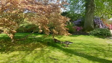 Goose family with goslings in the park on a beautiful sunny day.  - Powered by Adobe