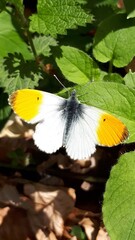 A yellow butterfly on the grass