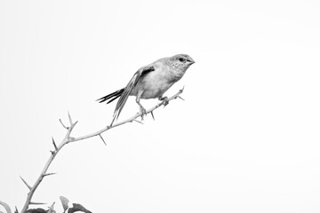 Indian Silver Bill on a branch