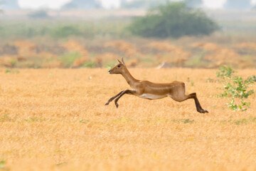 Black Buck running in the field