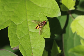 Große Schwebfliege - Syrphus ribesii