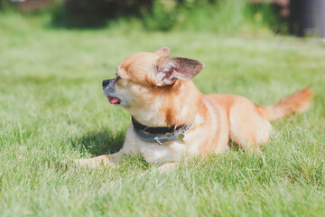 cute red dog chihuahua lies on a green meadow near the house