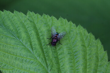 bunt schimmernde Fliege