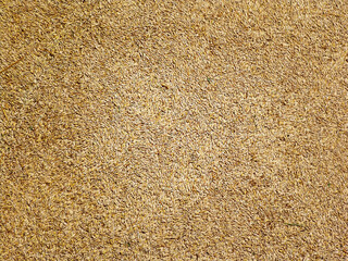 natural oat grain background, close up