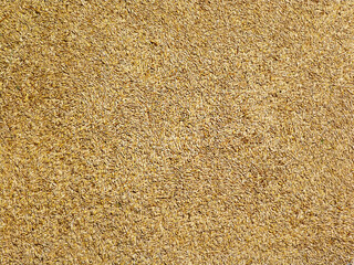 natural oat grain background, close up