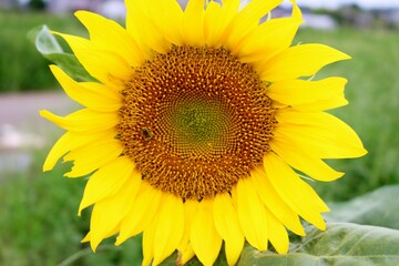 Fototapeta premium 花 ひまわり 早咲き 初夏 風景