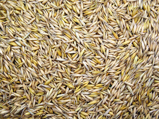 natural oat grain background, close up