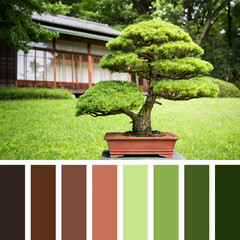 Bonsai palette. Beautiful Japanese bonsai in a colour palette with shades of green and brown. 
