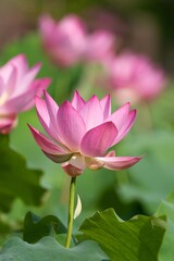 Fototapeta premium 蓮の花