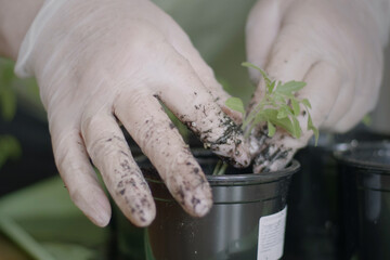 Closeup of woman wearing white gloves planting seedlings into pots at home