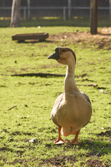 Gęś w parku w Pszczynie © pinus25