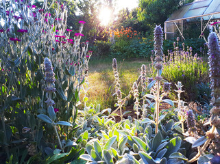 Bauerngarten mit Gewächshaus in der Abendsonne, Wollziest, Eselsohr und Kronenlichtnelke, kleine...