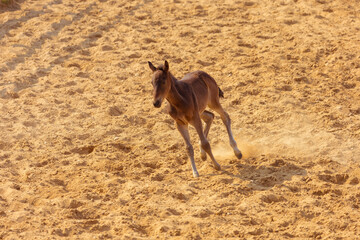 The foal runs along the sand in the paddock at the ranch
