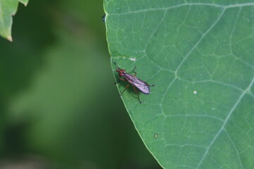 unbestimmte Hornfliege - Schneckenfliege