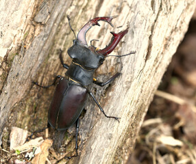 Hirschkäfer (Lucanus cervus)