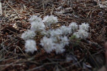 flores silvestres