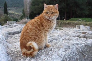 Obraz premium A little lost orange cat