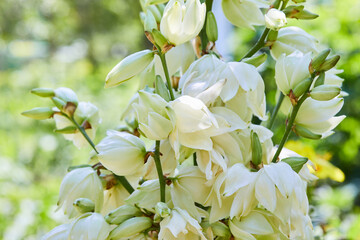 White Yucca filamentosa bush flowers, other names include Adams needle, common yucca, Spanish...