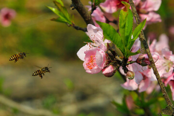 The blooming peach blossoms attract the bees for honey.