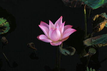 Bees gather honey on a blooming lotus.