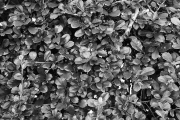 Green leaves background