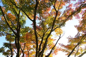 秋のカラフルな日本の楓の紅葉